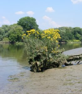 Senecio paludosus (E. Vochelet - CENHN)