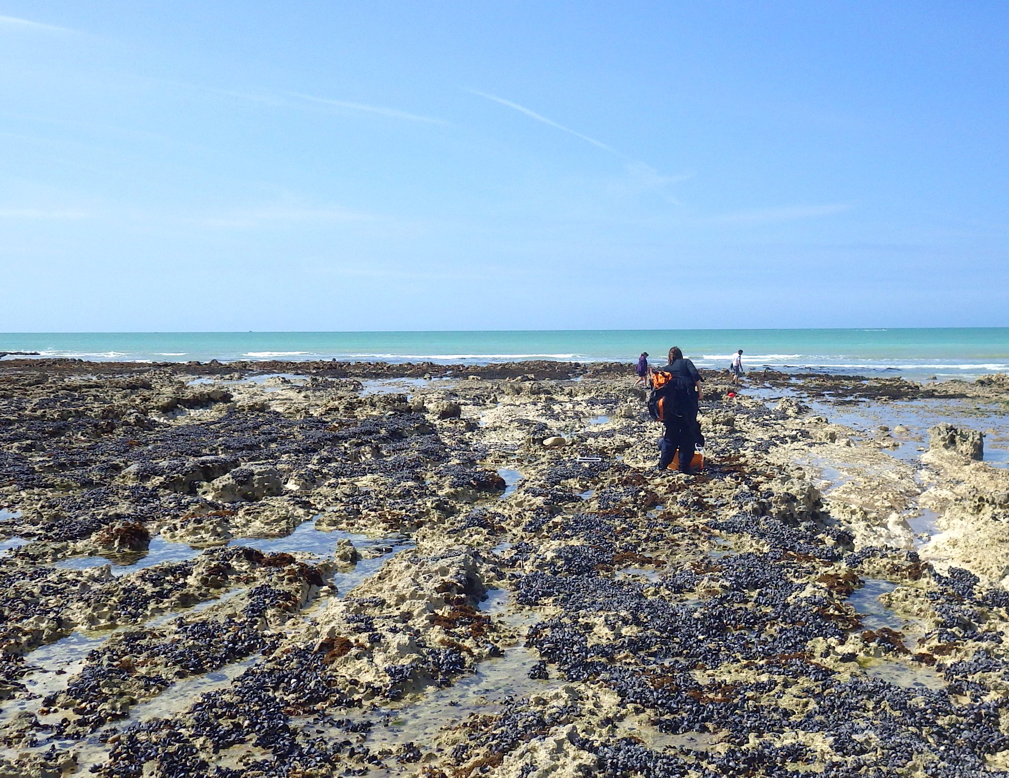 Photo - Pêche à pied sur le littoral (CSLN)