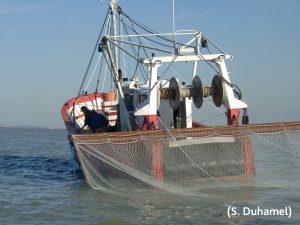 Photo - Prélèvement poisson (S. Duhamel - CSLN)