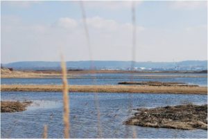 Photo - Espace préservé (C. Fisson - GIP Seine-Aval)