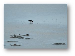 Photo - Avocette