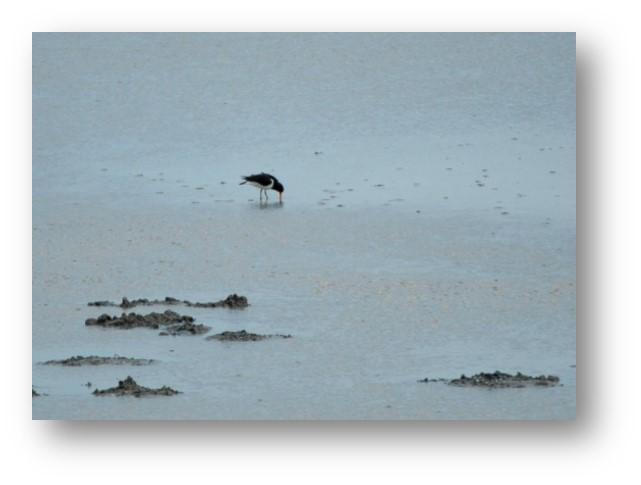 Photo - Avocette