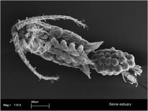 Photo - Eurytemora affinis (Souissi & Courcot - LOG, Wimereux)