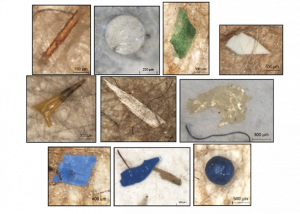 Photo - Microplastiques