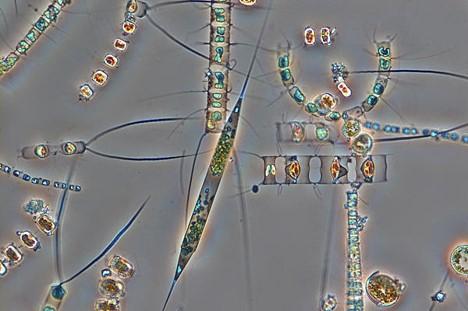 Photo - phytoplancton (Ifremer)