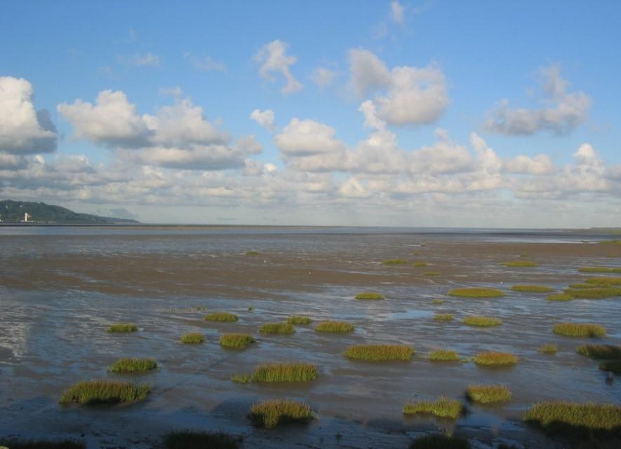 Photo - Vasière d'embouchure