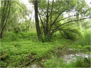 Photo - Bois alluvial (S Moussard, GIP Seine-Aval)