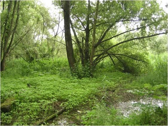 Photo - Bois alluvial (S Moussard, GIP Seine-Aval)