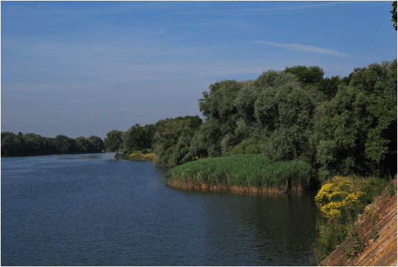 Photo - Roselière Oissel (C. Fisson, GIp Seine-Aval)