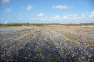 Photo - Pairie humide (C. Fisson, GIP Seine-Aval)