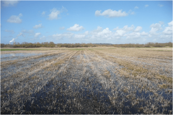 Photo - Pairie humide (C. Fisson, GIP Seine-Aval)