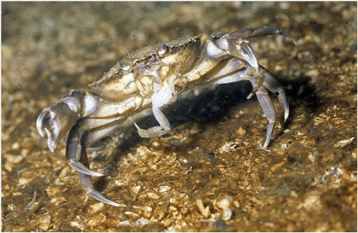 Photo - Crabe