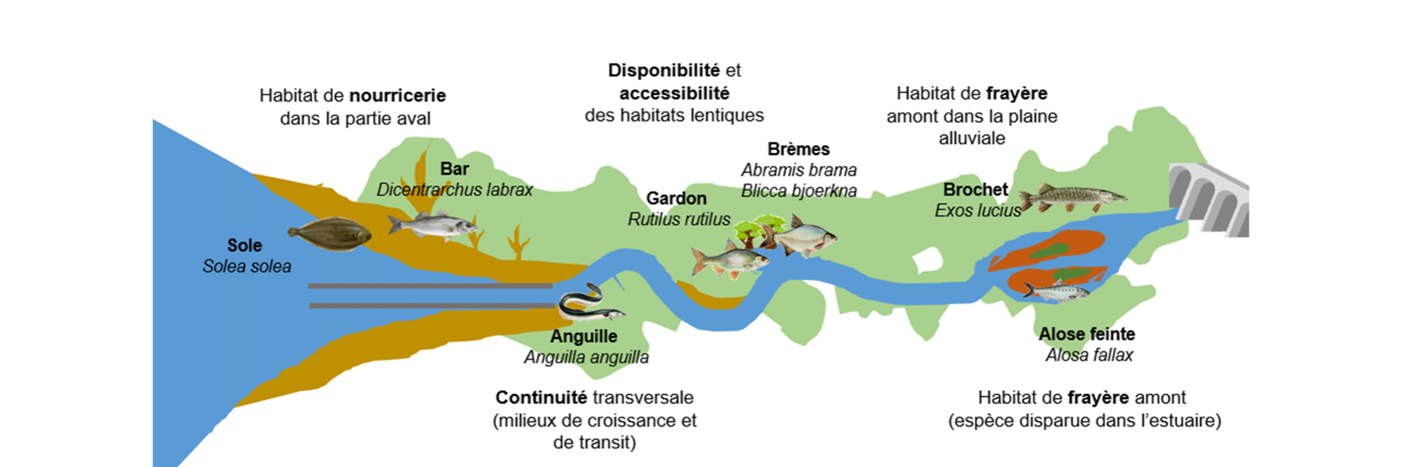 Quelle Restauration Pour Les Poissons En Estuaire De Seine Gip Seine Aval Quelle Restauration Pour Les Poissons En Estuaire De Seine Gip Seine Aval