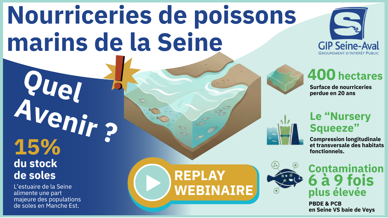 Les webinaires de l'estuaire : 9ème épisode 1 Nourricerie synthese webinaire