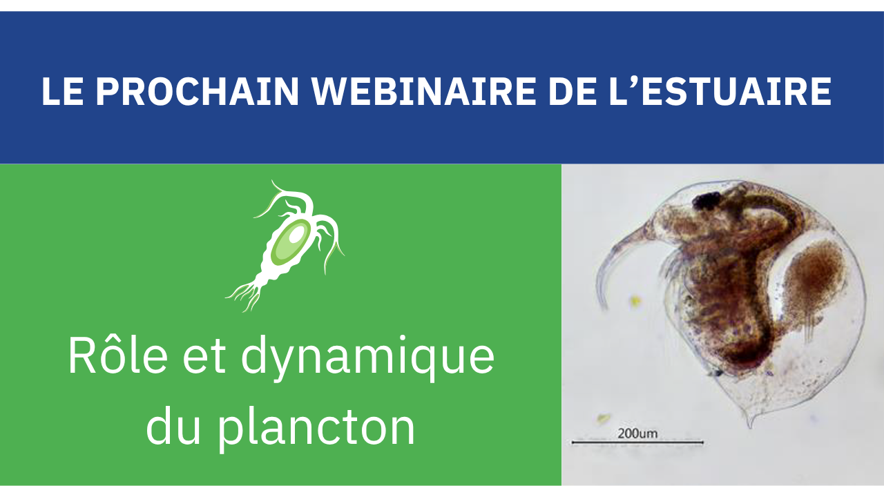 Les webinaires de l'estuaire - Programme 2026 1 Copie de Quel avenir pou les nourriceries de poissons de la Seine 8