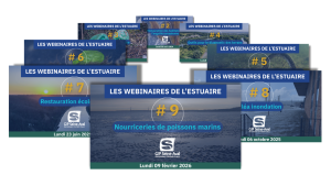 Les webinaires de l'estuaire - Présentations et replays 1 Copie de Quel avenir pou les nourriceries de poissons de la Seine 4